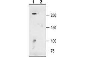 Western Blotting (WB) image for anti-Calcium Channel, Voltage-Dependent, L Type, alpha 1D Subunit (CACNA1D) (AA 859-875), (Intracellular) antibody (ABIN7043001)
