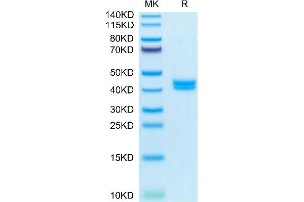 GIP Protein (AA 22-85) (Fc Tag)