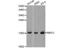 Western blot analysis of extracts of various cell lines, using BIRC5 antibody. (Survivin antibody  (AA 1-142))