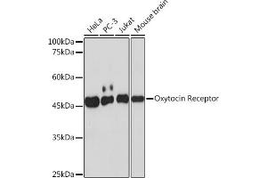 Western blot analysis of extracts of various cell lines, using Oxytocin Receptor Rabbit mAb (ABIN7269140) at 1:1000 dilution. (Oxytocin Receptor antibody)