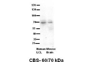 Human kidney (CBS antibody  (N-Term))