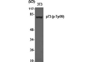 Western Blotting (WB) image for anti-Tumor Protein P73 (TP73) (pTyr99) antibody (ABIN5962703) (Tumor Protein p73 antibody  (pTyr99))