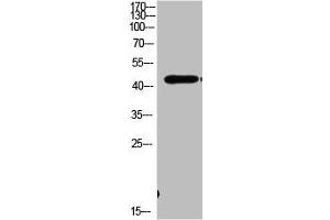 Western Blot analysis of MOUSE-BRIAN cells using Antibody diluted at 1000. (MEK1 antibody  (AA 330-410))