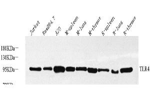 Western Blot analysis of various samples using CD284 Polyclonal Antibody at dilution of 1:1000. (TLR4 antibody)