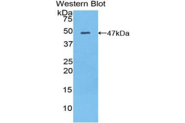 MYL6B antibody  (AA 6-137)