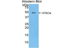 MYL6B antibody  (AA 6-137)