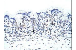 Image no. 1 for anti-Zinc Finger Protein 70 (ZNF70) (C-Term) antibody (ABIN202544) (ZNF70 antibody  (C-Term))