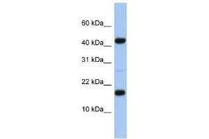 Western Blotting (WB) image for anti-Hypothetical Protein FLJ37543 (FLJ37543) antibody (ABIN2459948) (FLJ37543 antibody)