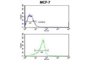 Flow Cytometry (FACS) image for anti-RAS-Like, Family 11, Member B (RASL11B) antibody (ABIN3003912) (RASL11B antibody)