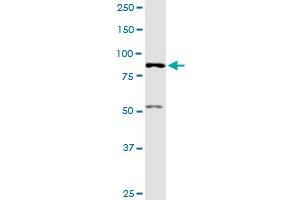 AKAP8 MaxPab polyclonal antibody. (AKAP8 antibody  (AA 1-692))