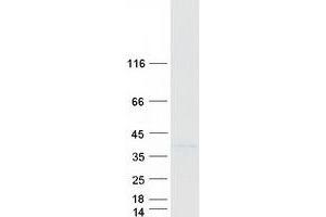 Validation with Western Blot (RFC2 Protein (Transcript Variant 2) (Myc-DYKDDDDK Tag))
