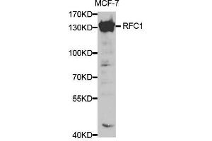 Western blot analysis of extracts of MCF-7 cells, using RFC1 antibody. (RFC1 antibody  (AA 400-700))
