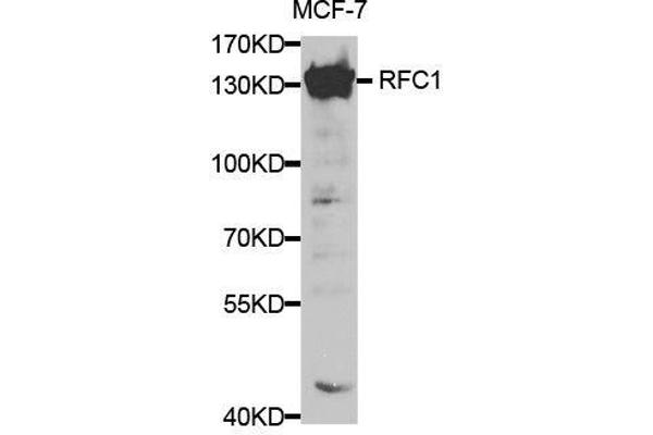 RFC1 anticorps  (AA 400-700)