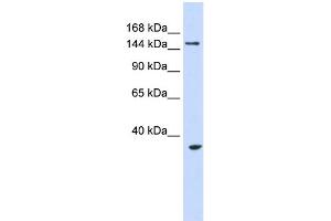 WB Suggested Anti-UBE3B Antibody Titration:  0. (UBE3B antibody  (Middle Region))