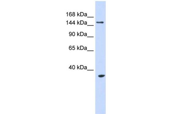UBE3B antibody  (Middle Region)