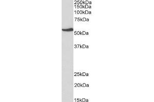 ABIN2851820 (1µg/ml) staining of HepG2 lysate (35µg protein in RIPA buffer). (NR5A2 + LRH1 antibody  (AA 328-338))