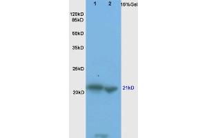 L1 rat brain, L2 mouse liver lysates probed  at 1:200 in 4˚C. (BAX antibody  (AA 84-175))