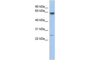 Western Blotting (WB) image for anti-TAF5-Like RNA Polymerase II, P300/CBP-Associated Factor (PCAF)-Associated Factor, 65kDa (TAF5L) antibody (ABIN2463889) (TAF5L antibody)