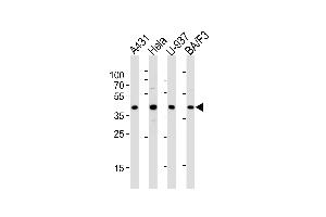 Western blot analysis of lysates from A431, Hela, U-937, BA/F3 cell line (from left to right), using PGK1 Antibody  (ABIN391250 and ABIN2837966). (PGK1 antibody  (AA 305-334))