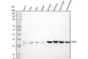 anti-Voltage-Dependent Anion Channel 1 (VDAC1) (AA 154-181), (Middle Region) antibody