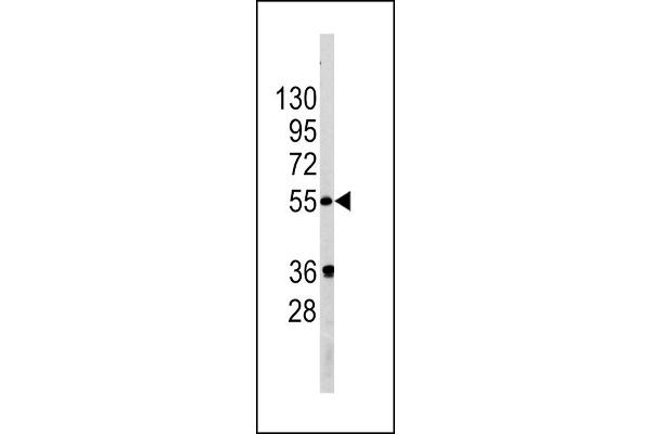 GOPC Antikörper  (AA 164-193)