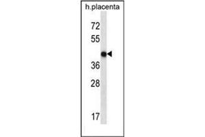 Western blot analysis of OR10V1 Antibody (C-term) in human placenta tissue lysates (35ug/lane).