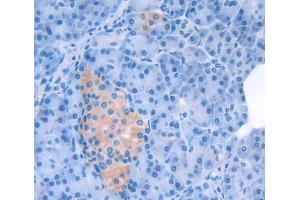 Figure. (SCG5 antibody  (AA 27-212))