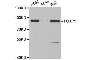 Western blot analysis of extracts of various cell lines, using FOXP1 antibody (ABIN5973033) at 1/1000 dilution. (FOXP1 antibody)