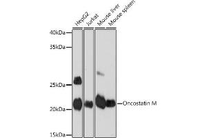 Western blot analysis of extracts of various cell lines, using Oncostatin M Rabbit mAb (ABIN7269099) at 1:1000 dilution. (Oncostatin M antibody)
