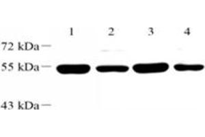 Western blot analysis of WDR37 (ABIN7076217) at dilution of 1: 2000,Lane 1: Mouse brain tissue lysate,Lane 2: Mouse testis tissue lysate,Lane 3: Rat brain tissue lysate,Lane 4: Rat testis tissue lysate