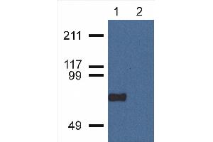 CPNE7 antibody  (C-Term)