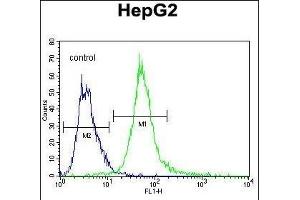 SPDYE1 Antibody (C-term) (ABIN655243 and ABIN2844846) flow cytometric analysis of HepG2 cells (right histogram) compared to a negative control cell (left histogram). (SPDYE1 antibody  (C-Term))