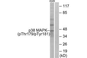 Western blot analysis of extracts from A549 cells, treated with etoposide (25uM, 24hours), using p38 MAPK (Phospho-Thr179+Tyr181) antibody. (MAPK14 antibody  (pThr180, pTyr182))