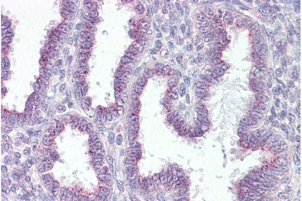 RER1 antibody  (C-Term)