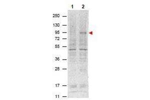 Western Blotting (WB) image for anti-Signal Transducer and Activator of Transcription 5A (STAT5A) (Tyr694) antibody (ABIN400812) (STAT5A antibody  (Tyr694))