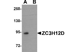 Western blot analysis of ZC3H12D in THP-1 cell lysate with ZC3H12D antibody at 1 µg/mL in (A) the absence and (B) the presence of blocking peptide.