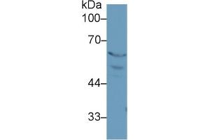 Western Blot; Sample: Rat Placenta lysate; Primary Ab: 1µg/ml Rabbit Anti-Rat PPARg Antibody Second Ab: 0.