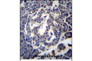 MBOAT4 Antibody (Center) (ABIN656250 and ABIN2845565) immunohistochemistry analysis in formalin fixed and paraffin embedded human pancreas tissue followed by peroxidase conjugation of the secondary antibody and DAB staining.