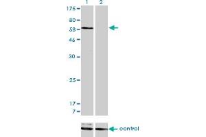 Western blot analysis of SNX1 over-expressed 293 cell line, cotransfected with SNX1 Validated Chimera RNAi (Lane 2) or non-transfected control (Lane 1). (Sorting Nexin 1 antibody  (AA 166-275))
