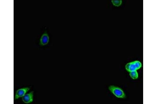 LTBP4 antibody  (AA 977-1180)