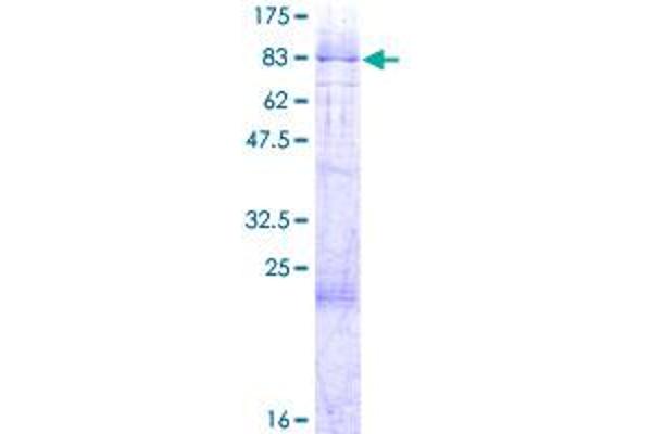 PHF1 Protein (AA 1-567) (GST tag)