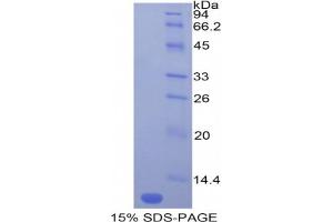 SDS-PAGE analysis of Mouse MCP5 Protein. (Ccl12 Protein)