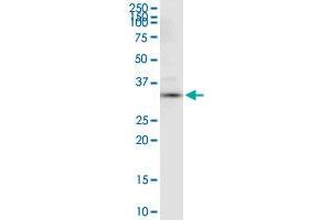 Western Blotting (WB) image for anti-Annexin A4 (ANXA4) (AA 1-321) antibody (ABIN513361)
