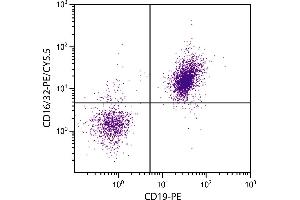 BALB/c mouse splenocytes were stained with Rat Anti-Mouse CD16/32-PE/CY5. (CD32/CD16 antibody)