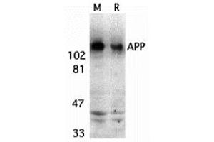 Western Blotting (WB) image for anti-Amyloid beta (A4) Precursor Protein (APP) (C-Term) antibody (ABIN1030251) (APP antibody  (C-Term))