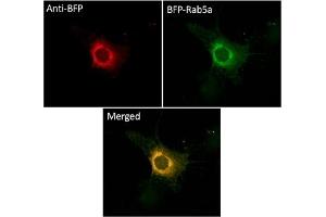 Immunofluorescence (IF) image for anti-BFP Fluorescent Protein antibody (ABIN7273077) (BFP Fluorescent Protein antibody)