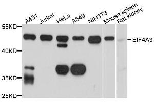 Western blot analysis of extracts of various cell lines, using EIF4A3 antibody. (EIF4A3 antibody  (AA 1-210))