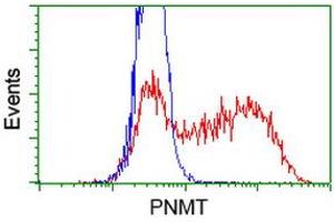 HEK293T cells transfected with either RC206586 overexpress plasmid (Red) or empty vector control plasmid (Blue) were immunostained by anti-PNMT antibody (ABIN2454519), and then analyzed by flow cytometry. (PNMT antibody)