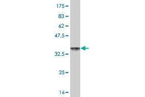 Western Blot detection against Immunogen (36.