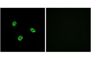 Immunofluorescence (IF) image for anti-Somatostatin Receptor 1 (SSTR1) (AA 9-58) antibody (ABIN2891086)